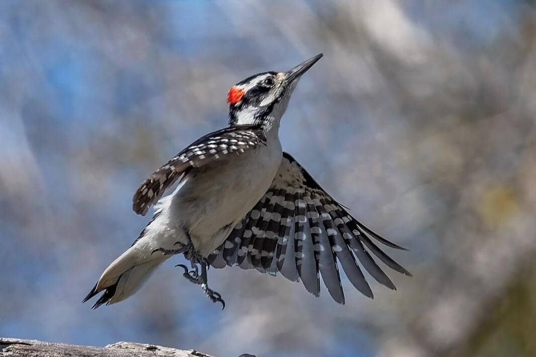 5 Fakta Hairy Woodpecker, si Oportunis yang Hobi Membuntuti Spesies Lain