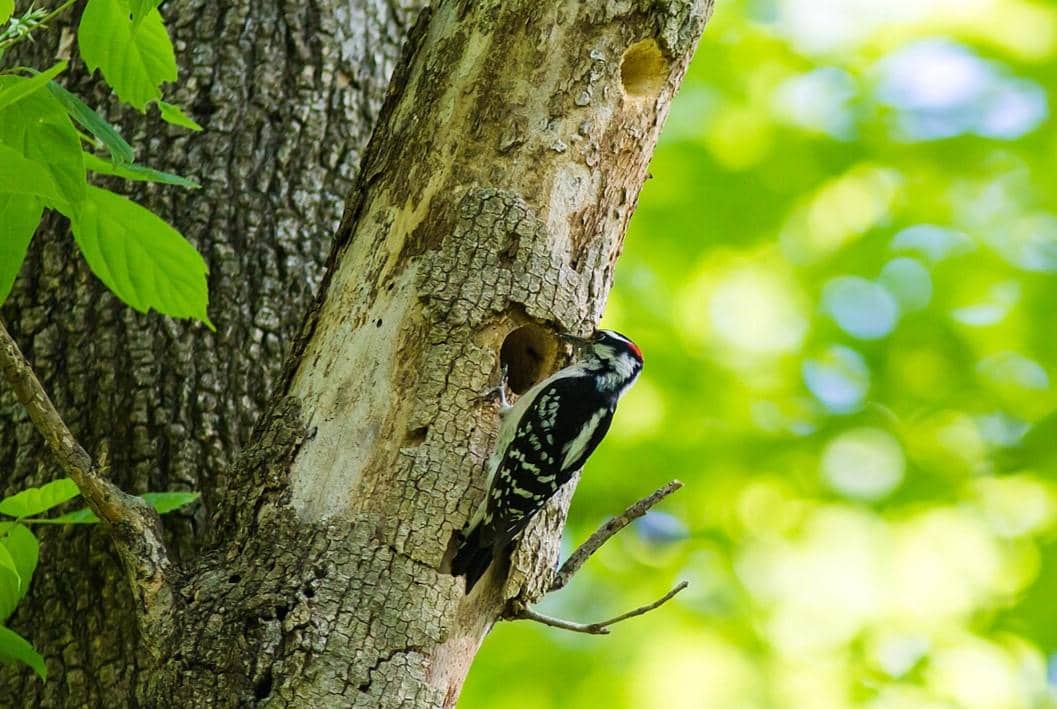 Hairy Woodpecker