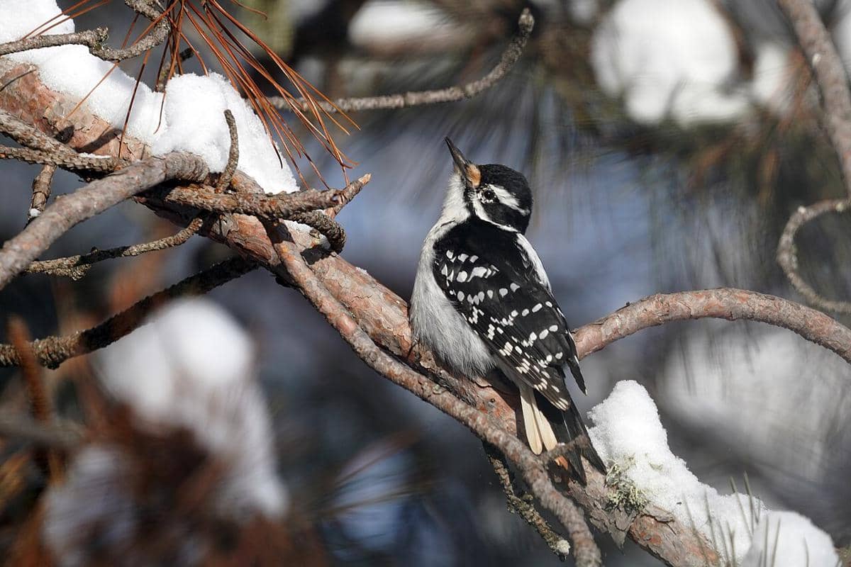 Hairy Woodpecker 