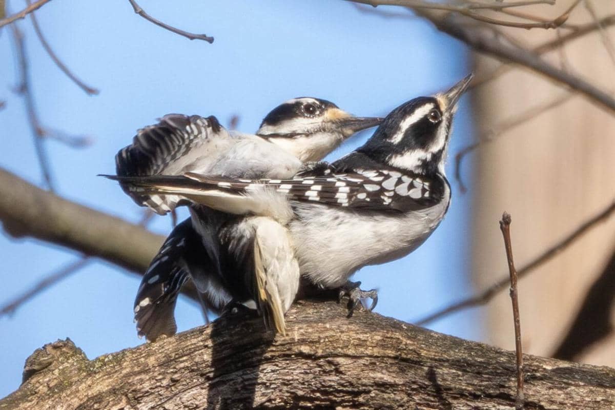Hairy Woodpecker 
