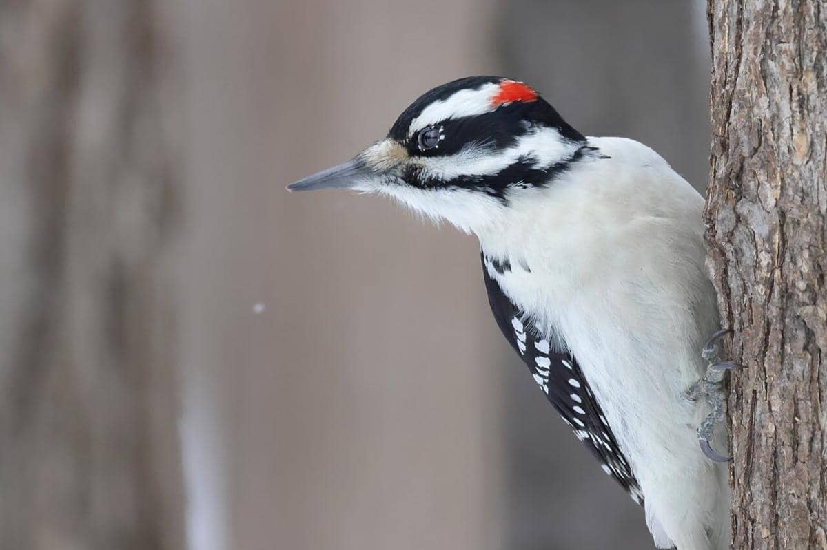 Hairy Woodpecker 
