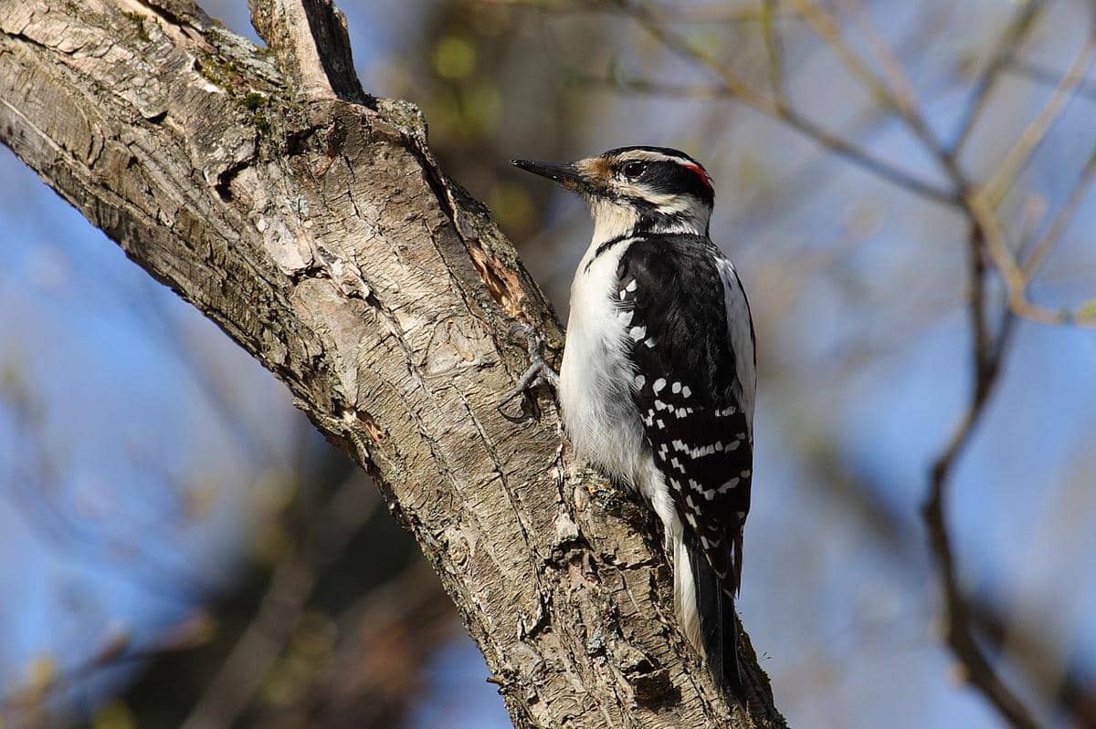 Hairy Woodpecker 