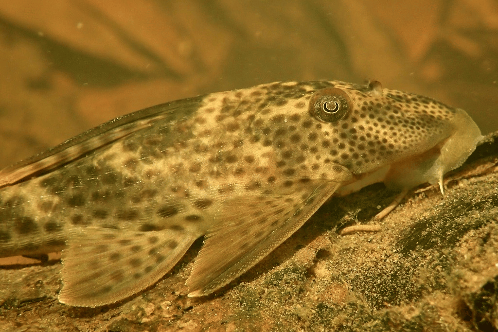 5 Spesies Ikan Sapu-sapu dari Genus Hypostomus, Asli Amerika