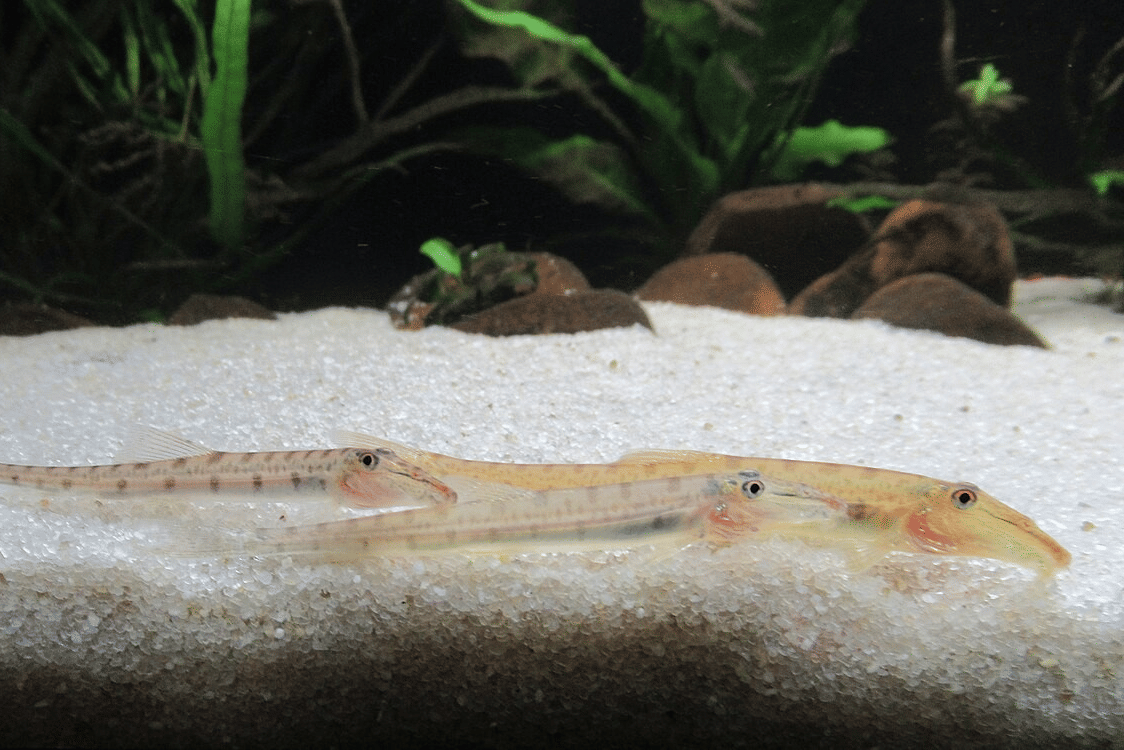 Gastromyzontidae