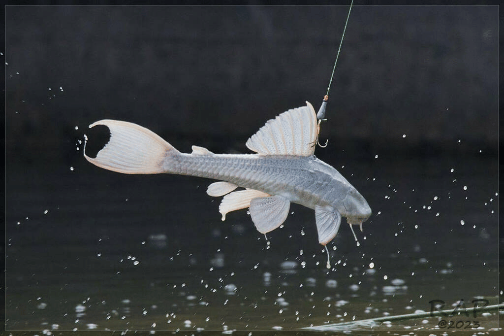 sapu-sapu sirip merah uruguay