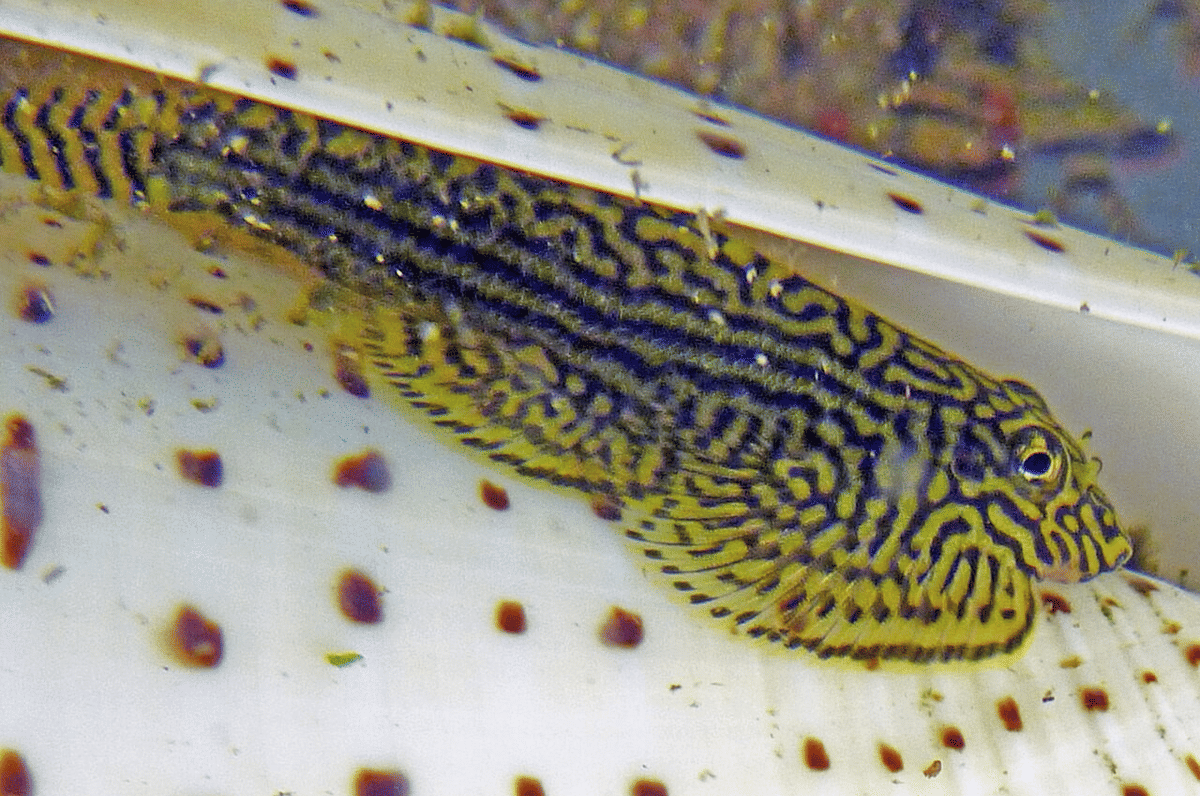 Gastromyzontidae