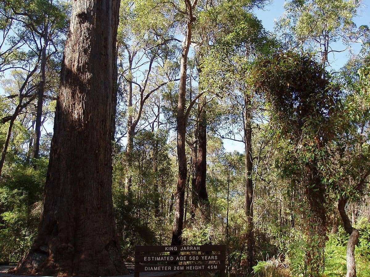 Eucalyptus marginata