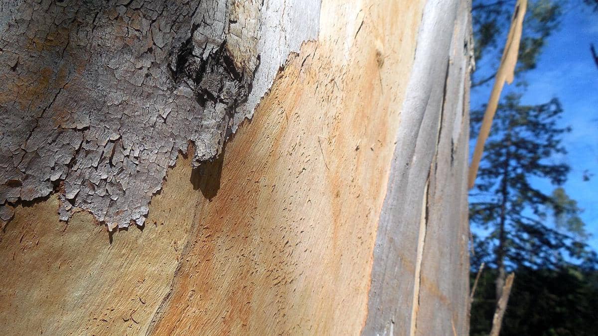 Kulit batang eukaliptus.