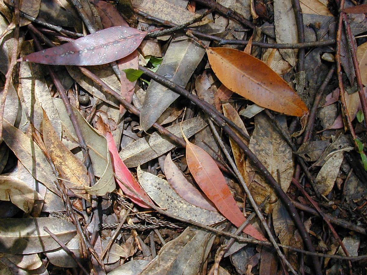 Daun eukaliptus kering.