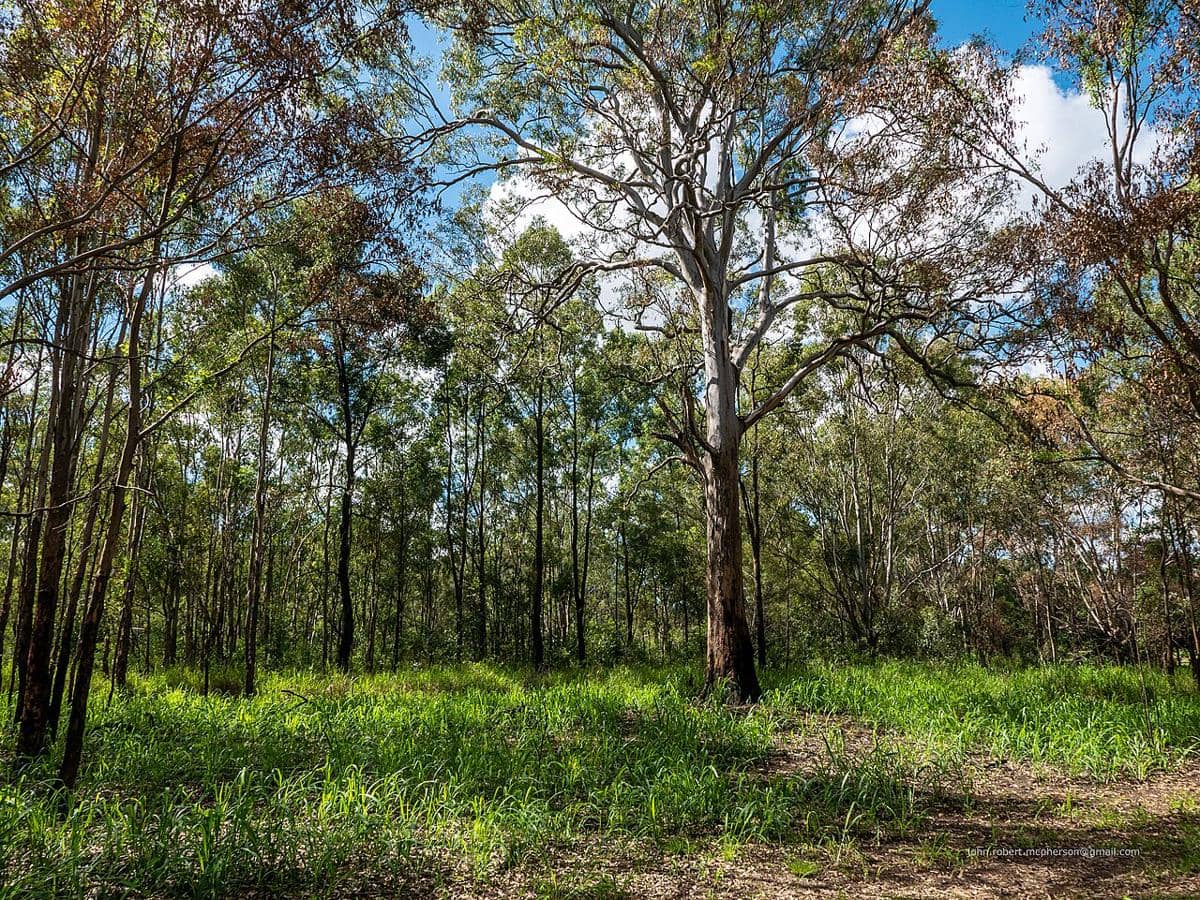 Bukan Kebetulan, Ini Alasan Eukaliptus Mudah Terbakar