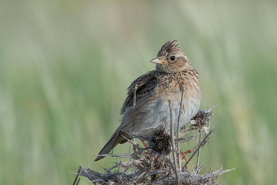 Sanma eurasia sedang bertengger. 
