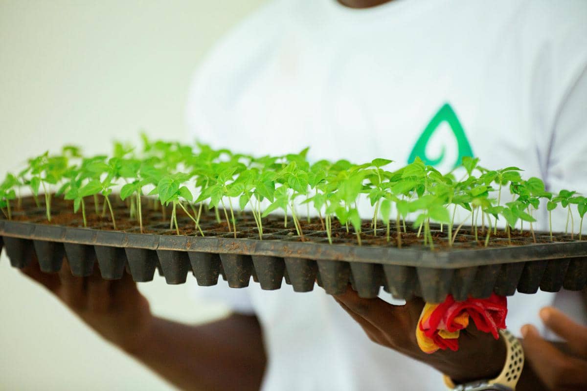 Apakah Jualan Bibit Tanaman Online Masih Cuan di 2026?