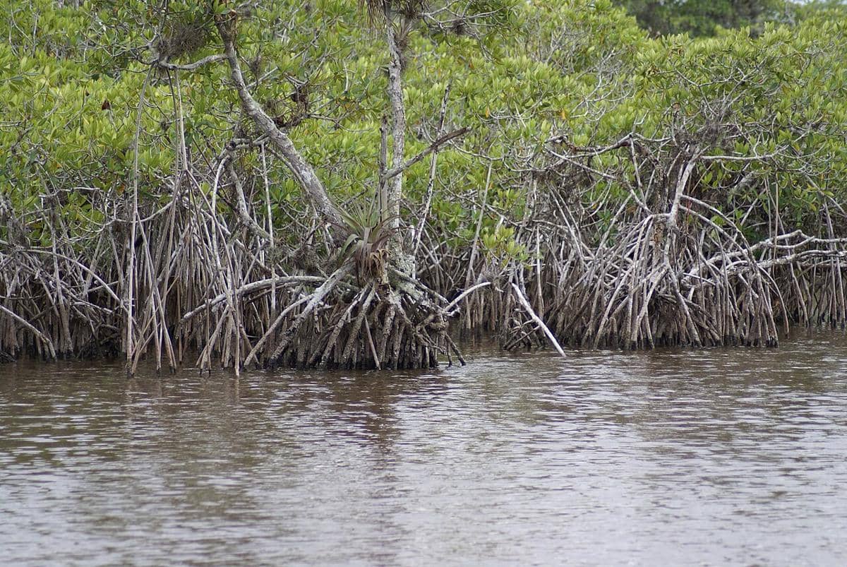 Akar mangrove.