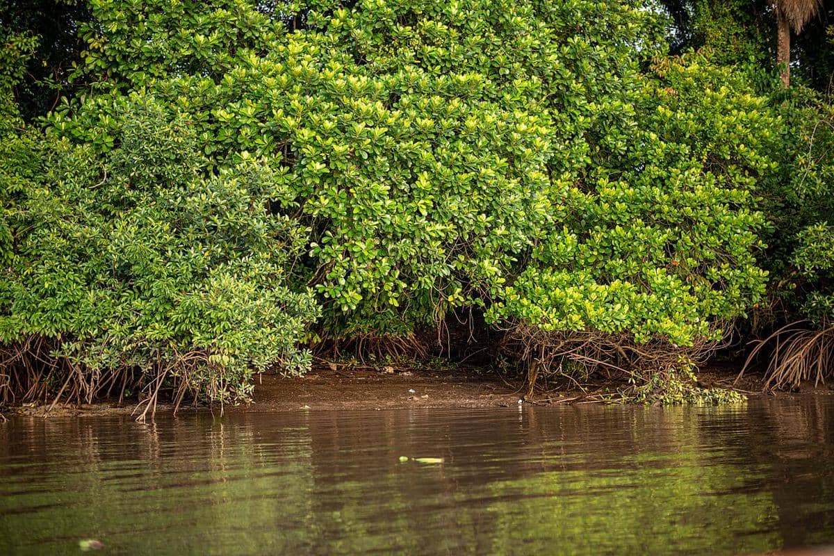 Mangrove.