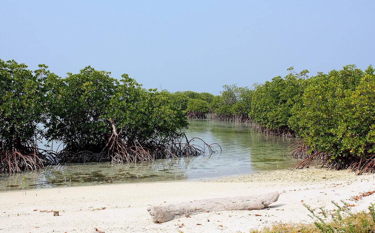 Bagaimana Mangrove Menyaring Garam Lewat Daun dan Akar?