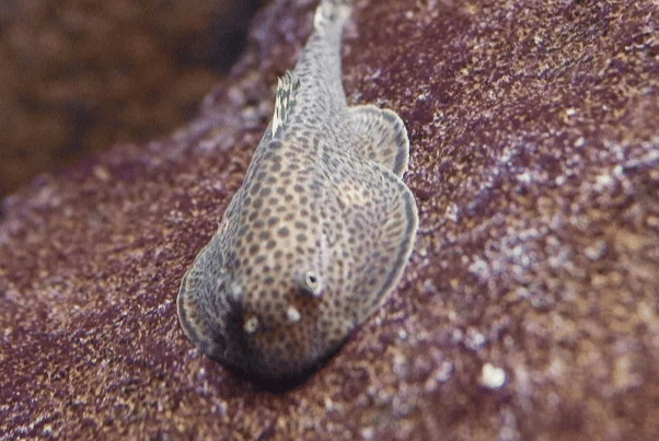 Gastromyzontidae