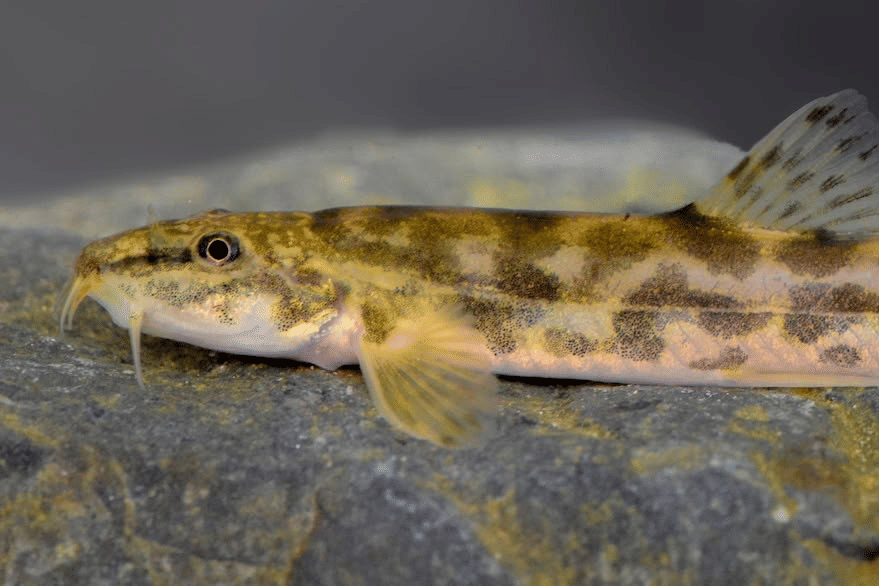 5 Fakta Unik Gastromyzontidae, Kembaran Ikan Sapu-sapu