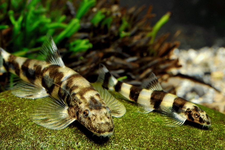 Gastromyzontidae
