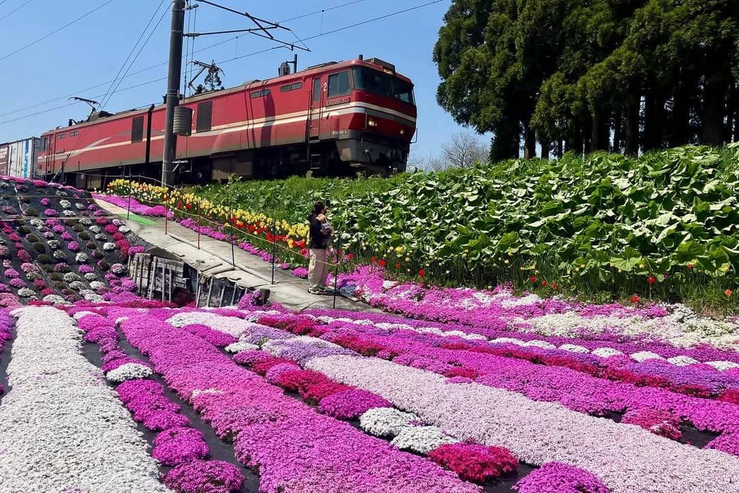 Fudakari Murakami Shibazakura Garden, Hokkaido