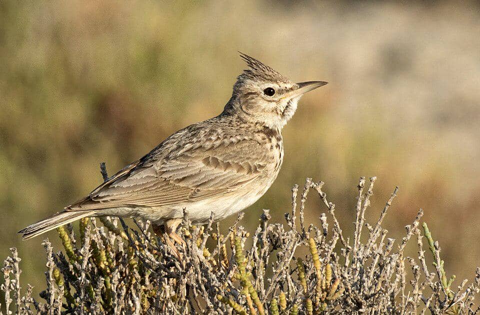 Branjangan jambul bertengger di semak-semak.