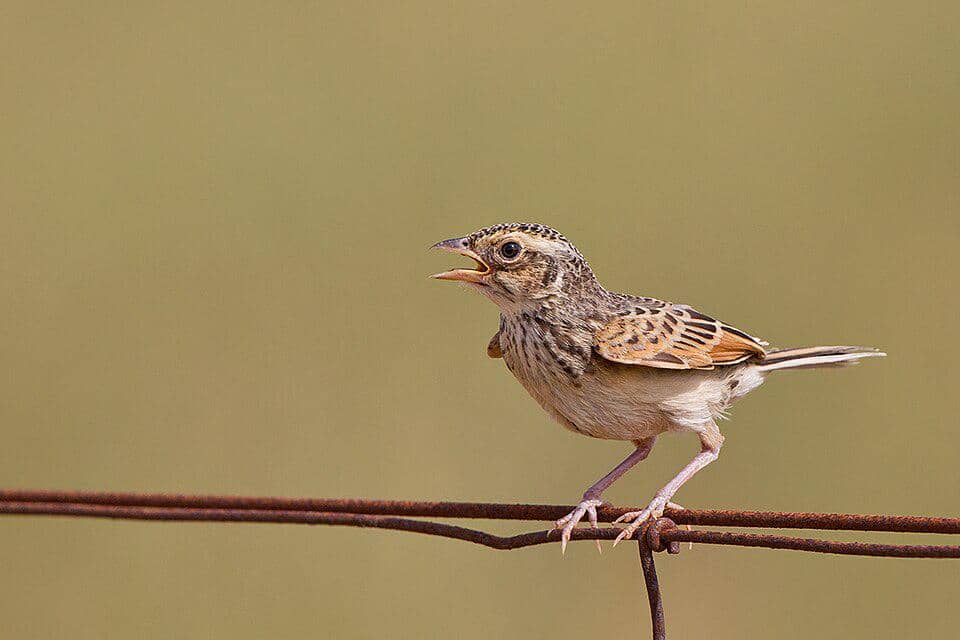 Branjangan jawa bertengger di kawat.