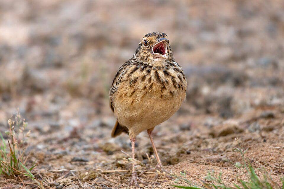 Branjangan ini asli Asia Selatan.