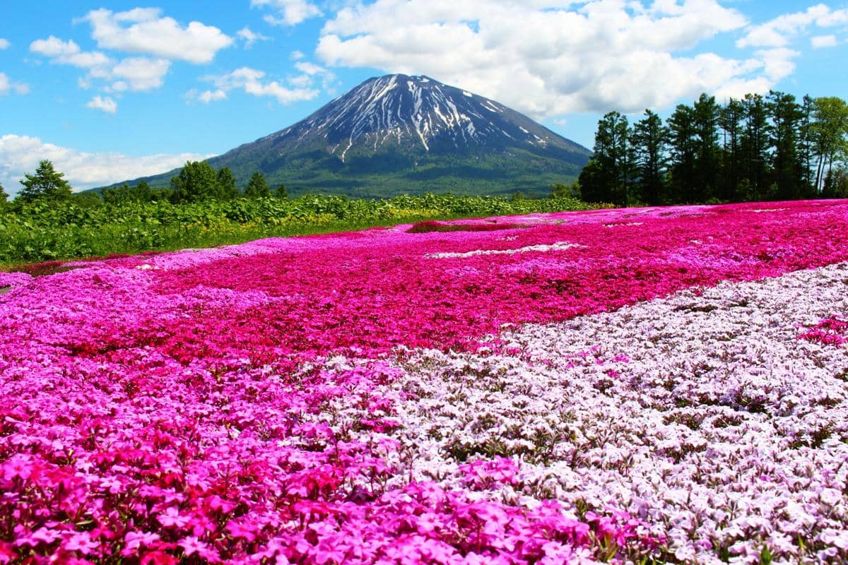 5 Tempat Terbaik Melihat Shibazakura di Hokkaido Jepang