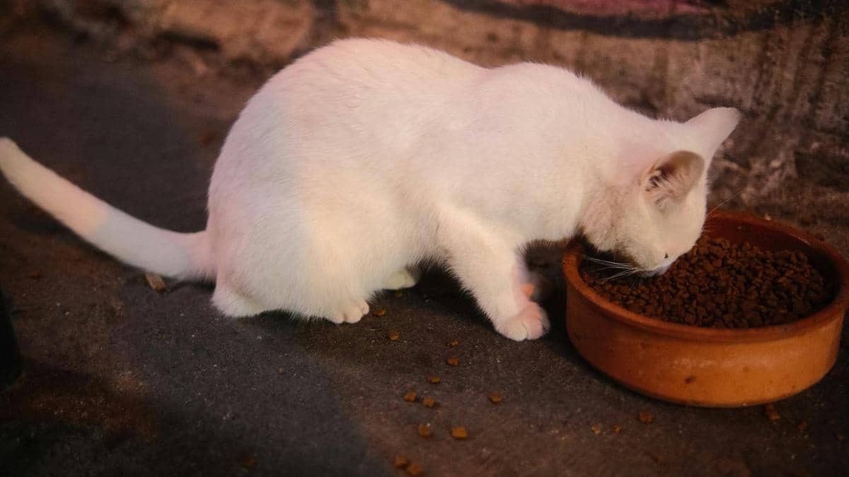 Kucing sedang makan
