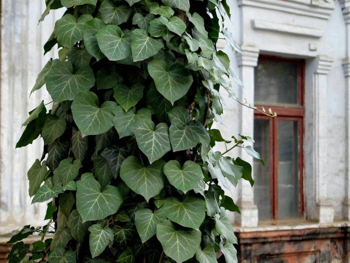 5 Tanaman Ini Ternyata Disukai Ular, Hindari di Sekitar Rumah!