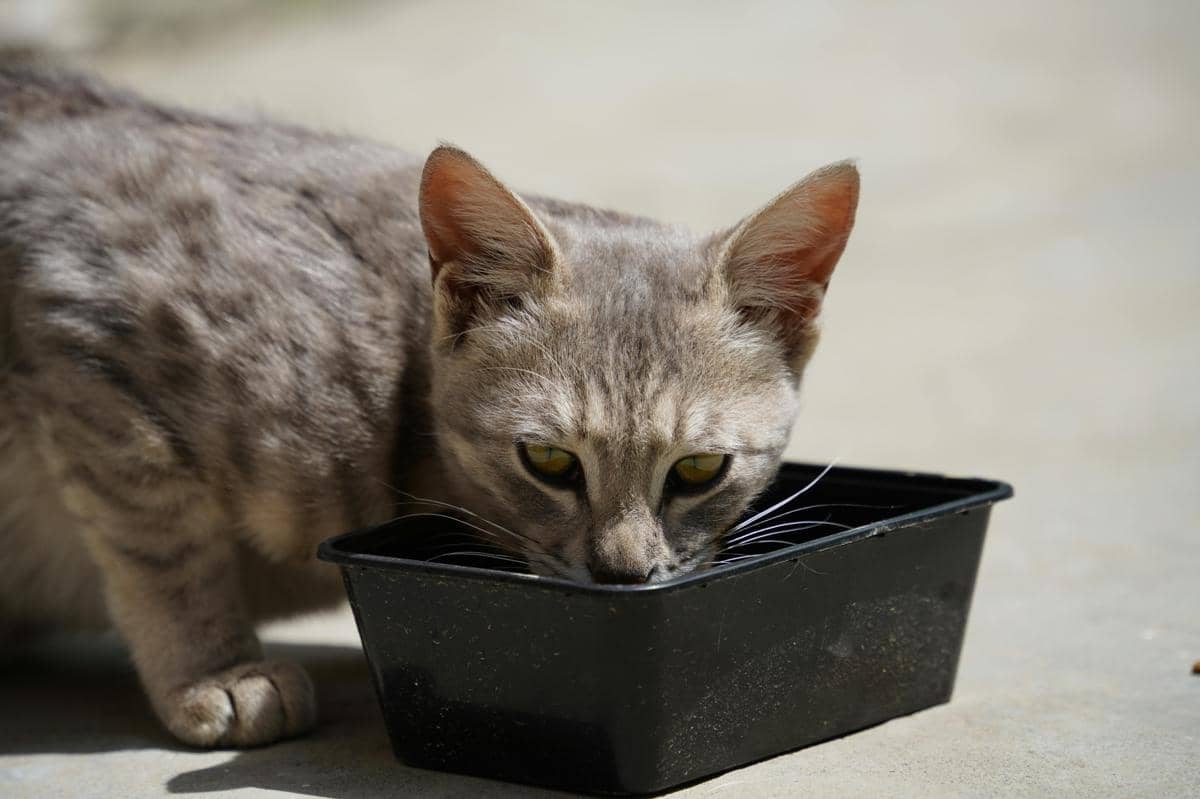 Bolehkah Kucing Makan Makanan Anjing? Ini Penjelasannya
