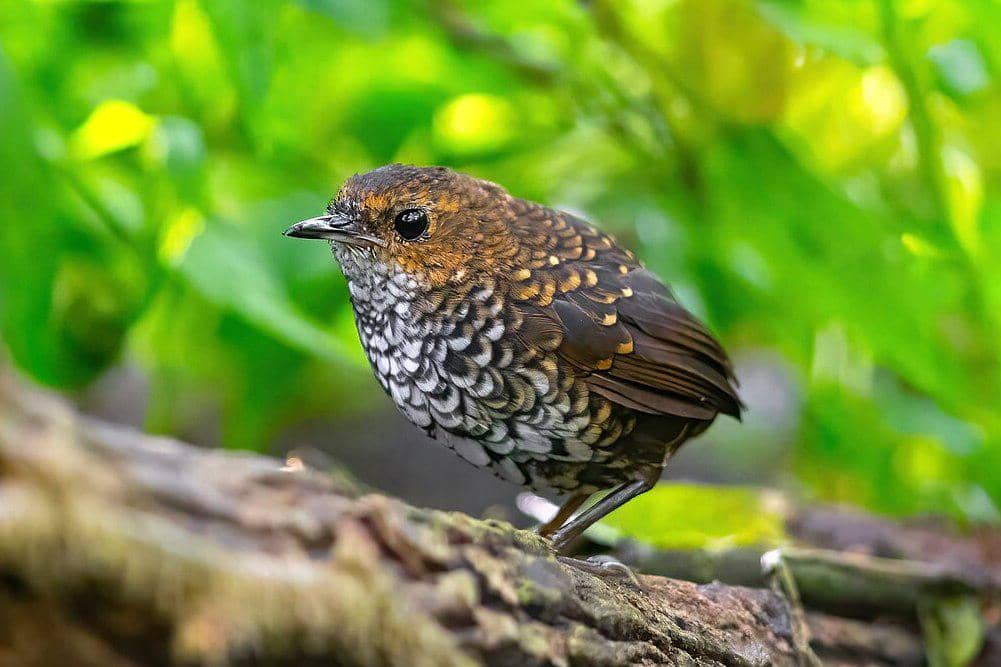 7 Fakta Berencet Kerdil, si Mungil tak Berekor dari Hutan Indonesia