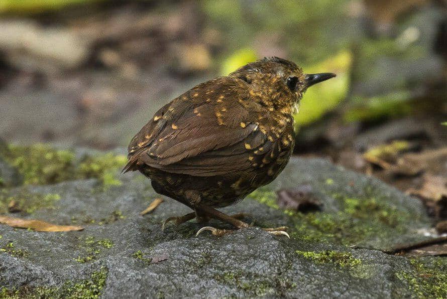 Berencet kerdil di Gunung Gede memperlihatkan ekornya yang sangat pendek.