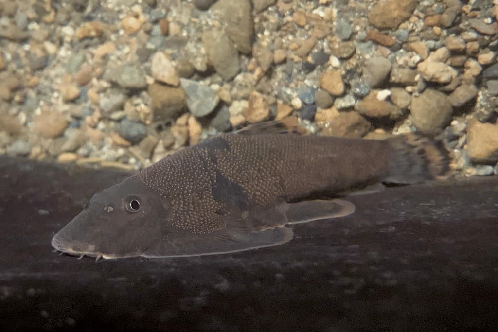 Gastromyzontidae