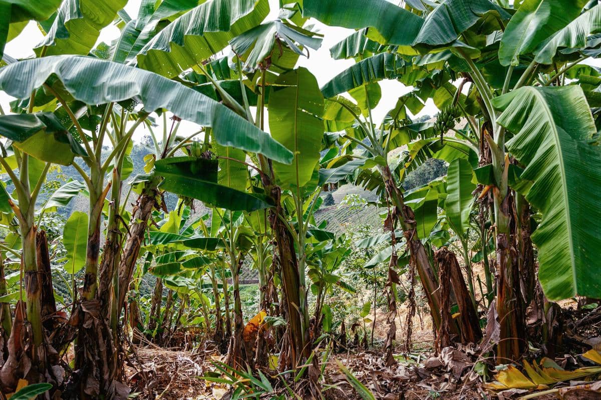 ilustrasi pohon pisang