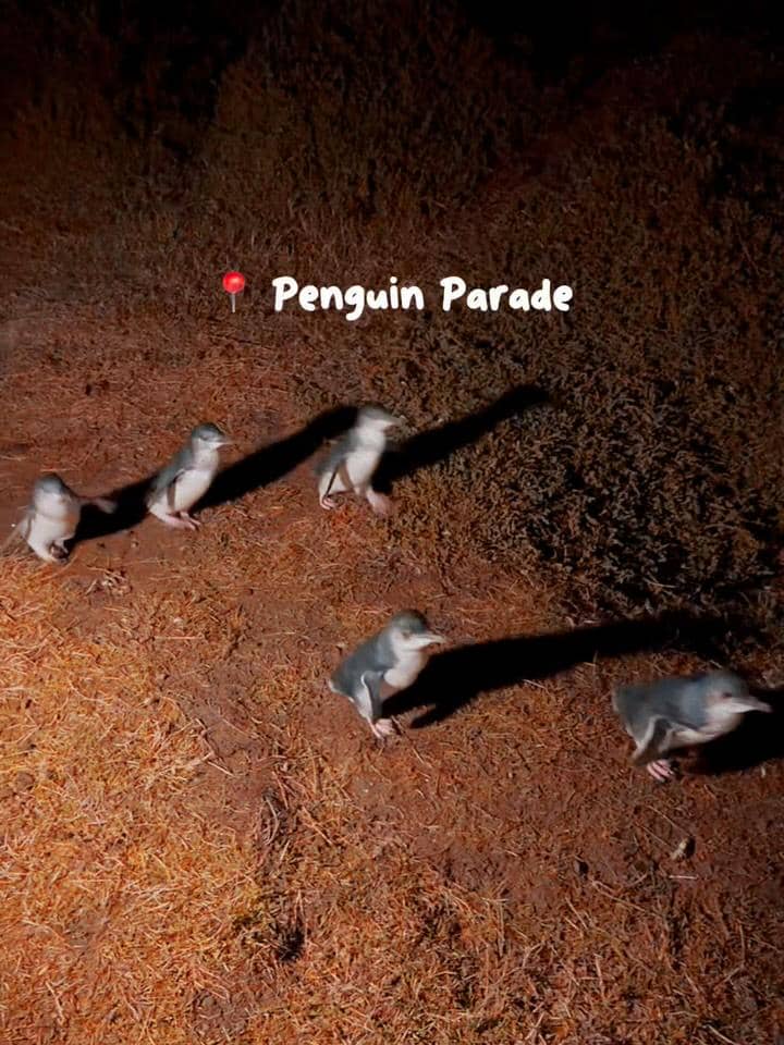 Karin Novilda liburan di Phillip Island