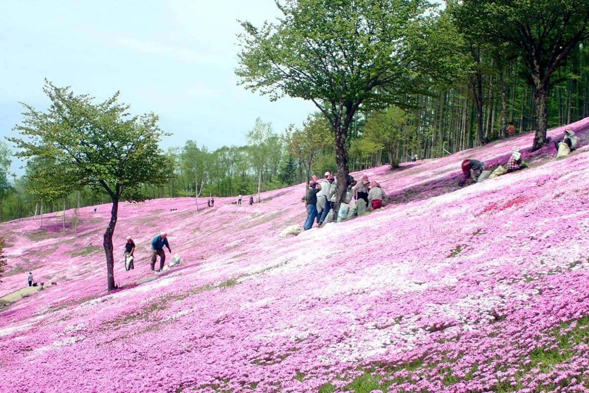 Shibazakura Takinoue Park, Hokkaido