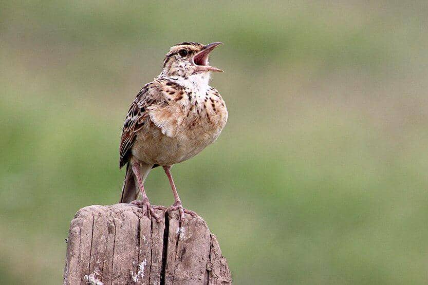 Branjangan jawa sedang berkicau lantang.