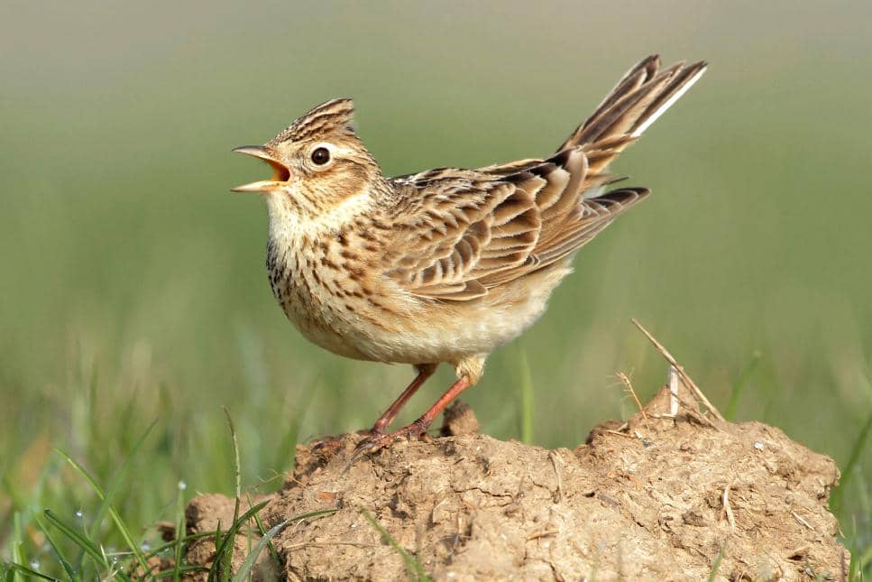 7 Fakta Unik Branjangan, Kicauannya Jadi Inspirasi Sastrawan Inggris