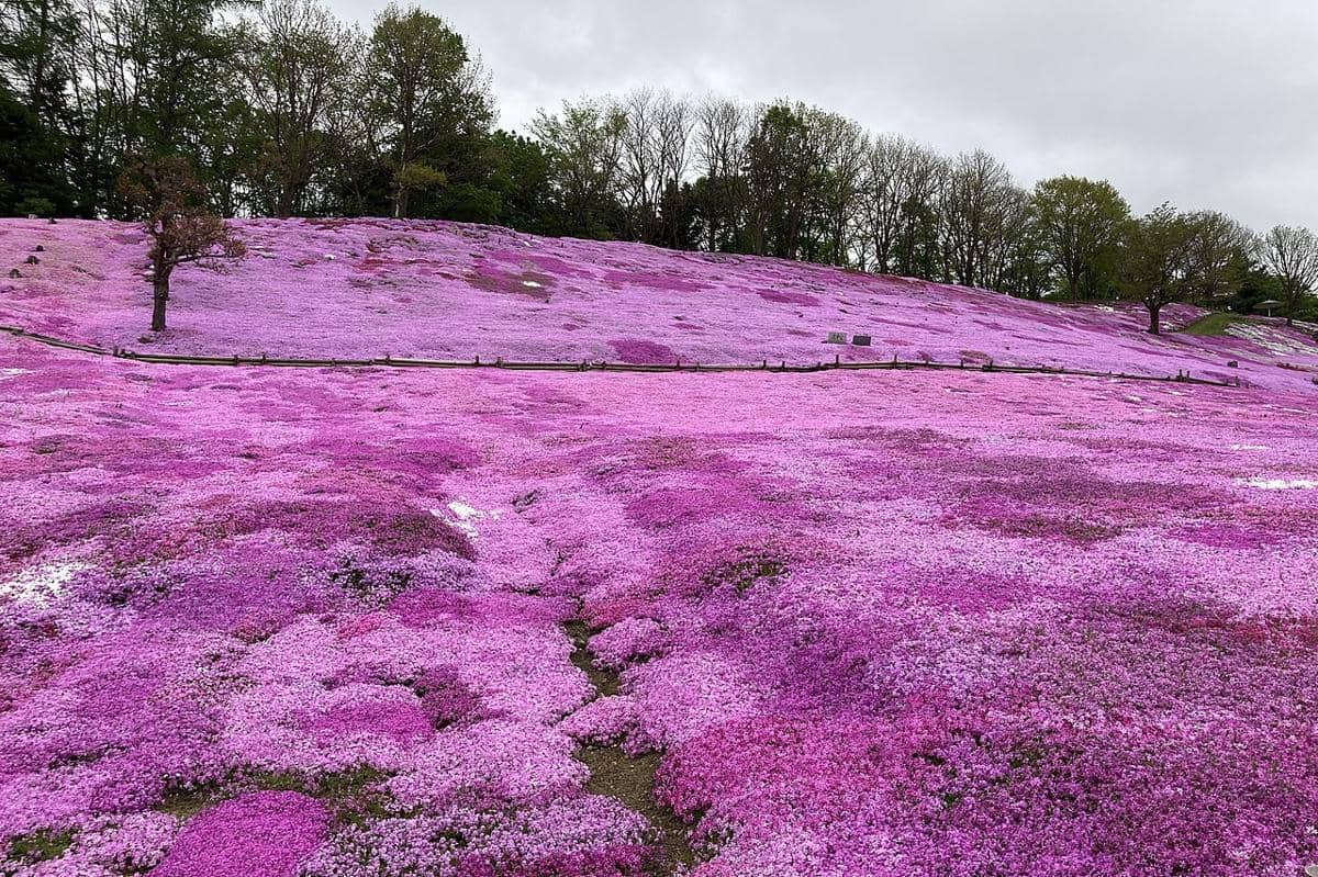 Taiyou no Oka Engaru Park, Hokkaido