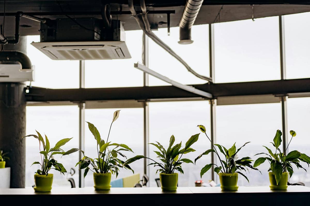 Tips Bisnis Sewa Tanaman untuk Kantor, Bisa Jadi Passive Income