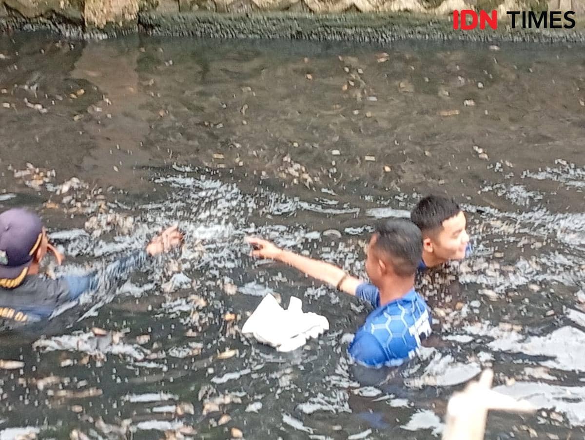 Gubernur DKI Jakarta Pramono Anung memimpin pemberantasan ikan sapu-sapu di Jakarta Utara, Jumat (17/4/2026). 