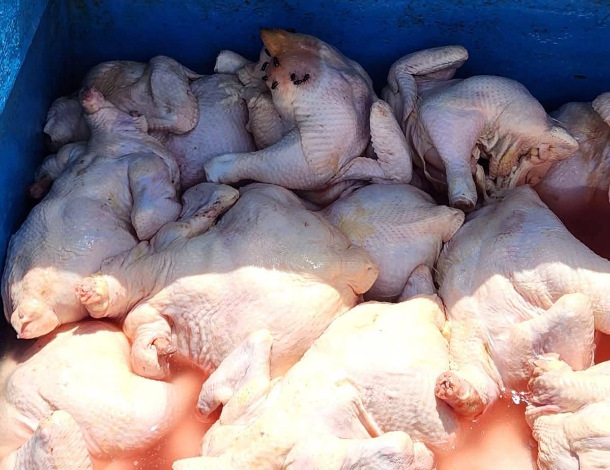 5,9 Ton Daging Ayam dari Jatim Dimusnahkan di NTB