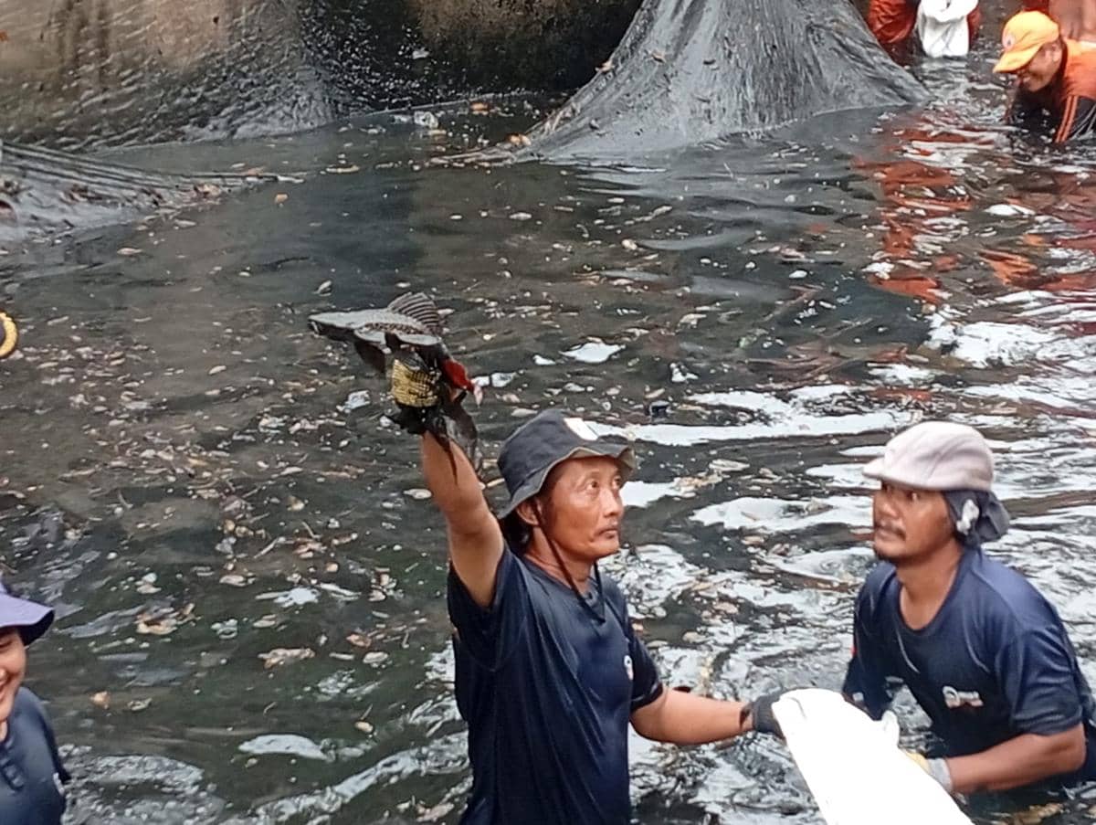 Gubernur DKI Jakarta Pramono Anung memimpin pemberantasan ikan sapu-sapu di Jakarta Utara, Jumat (17/4/2026). 