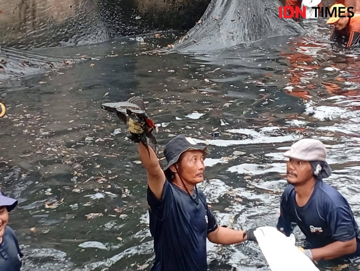 Gubernur DKI Jakarta Pramono Anung memimpin pemberantasan ikan sapu-sapu di Jakarta Utara, Jumat (17/4/2026). 