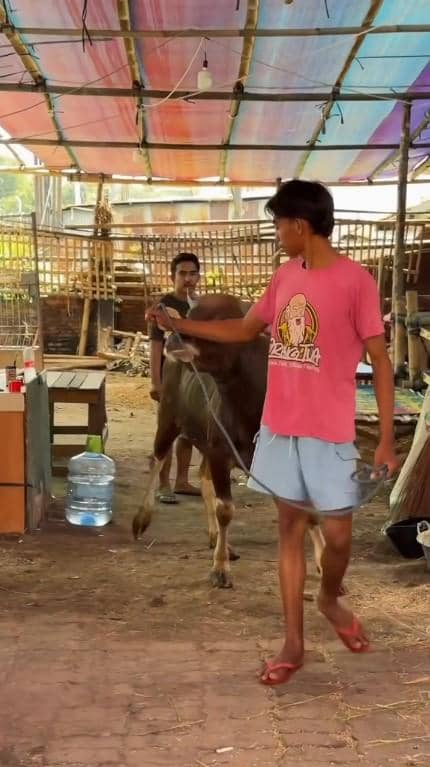 Ivan Gunawan beli hewan kurban