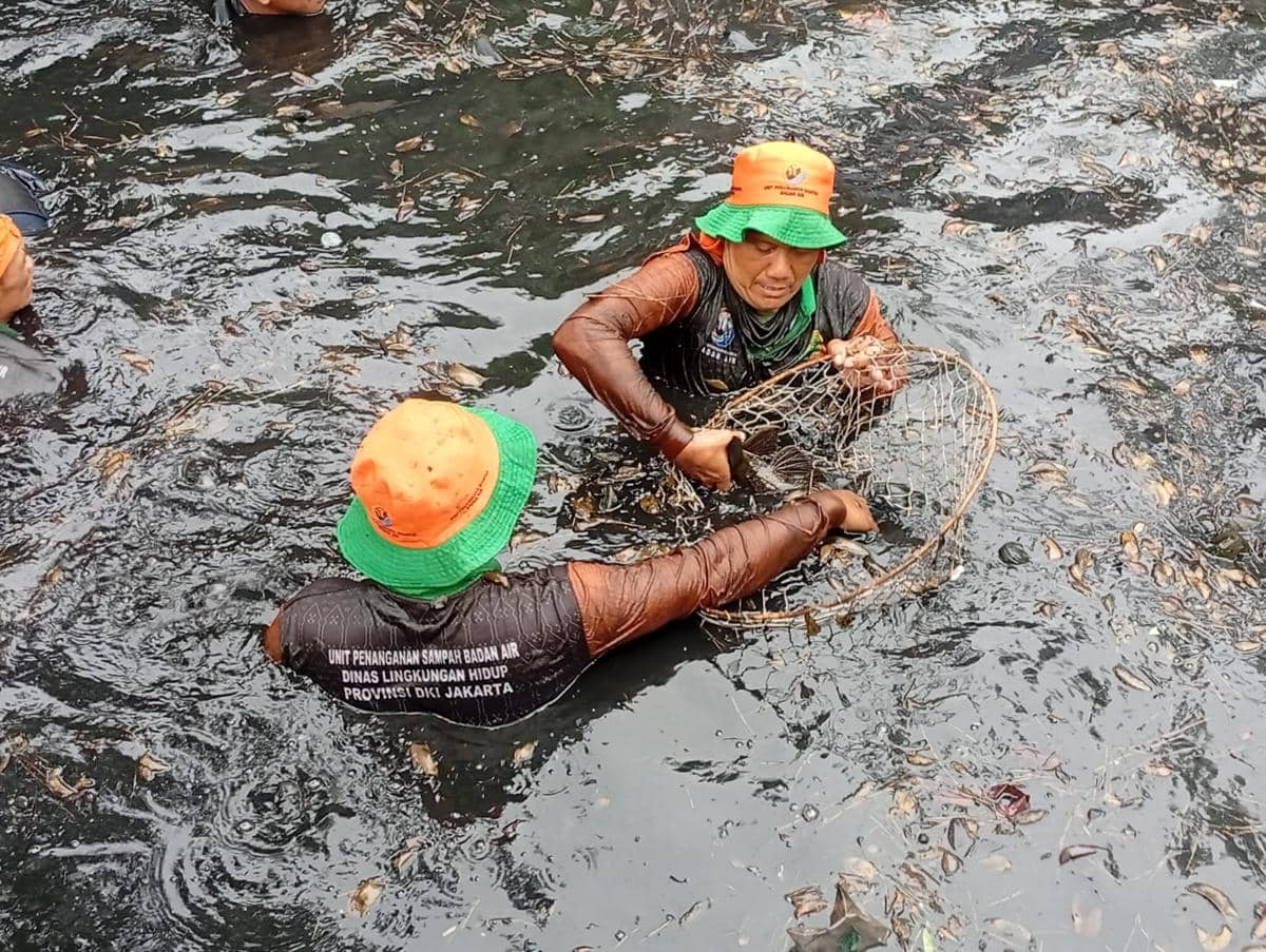 Gubernur DKI Jakarta Pramono Anung memimpin pemberantasan ikan sapu-sapu di Jakarta Utara, Jumat (17/4/2026).