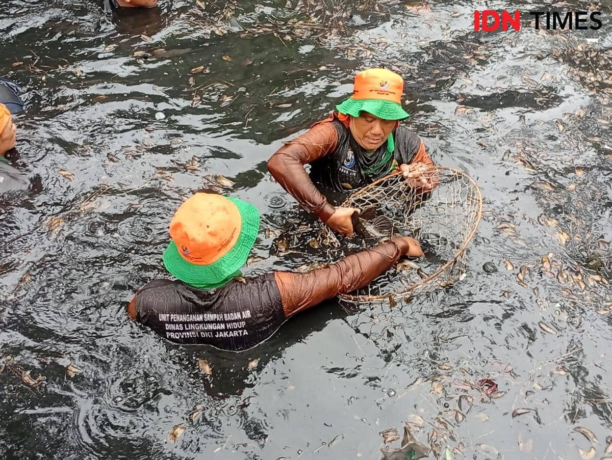 Awal Mula Ikan Sapu-sapu Dibasmi di Jakarta, Gara-gara Video Viral