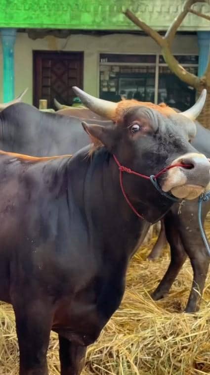 Ivan Gunawan beli hewan kurban