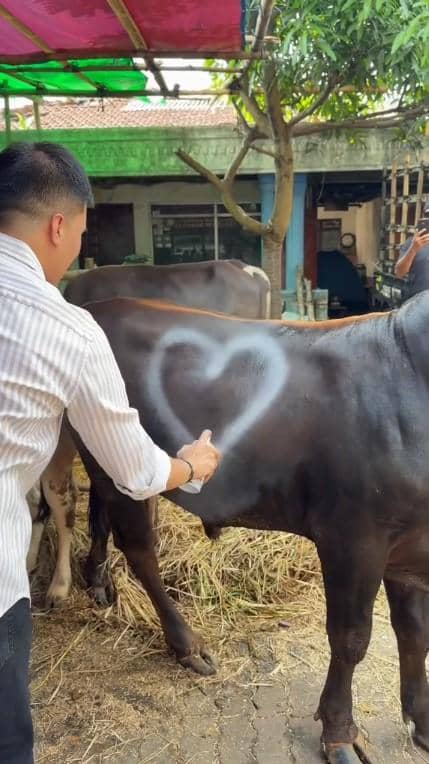 Ivan Gunawan beli hewan kurban