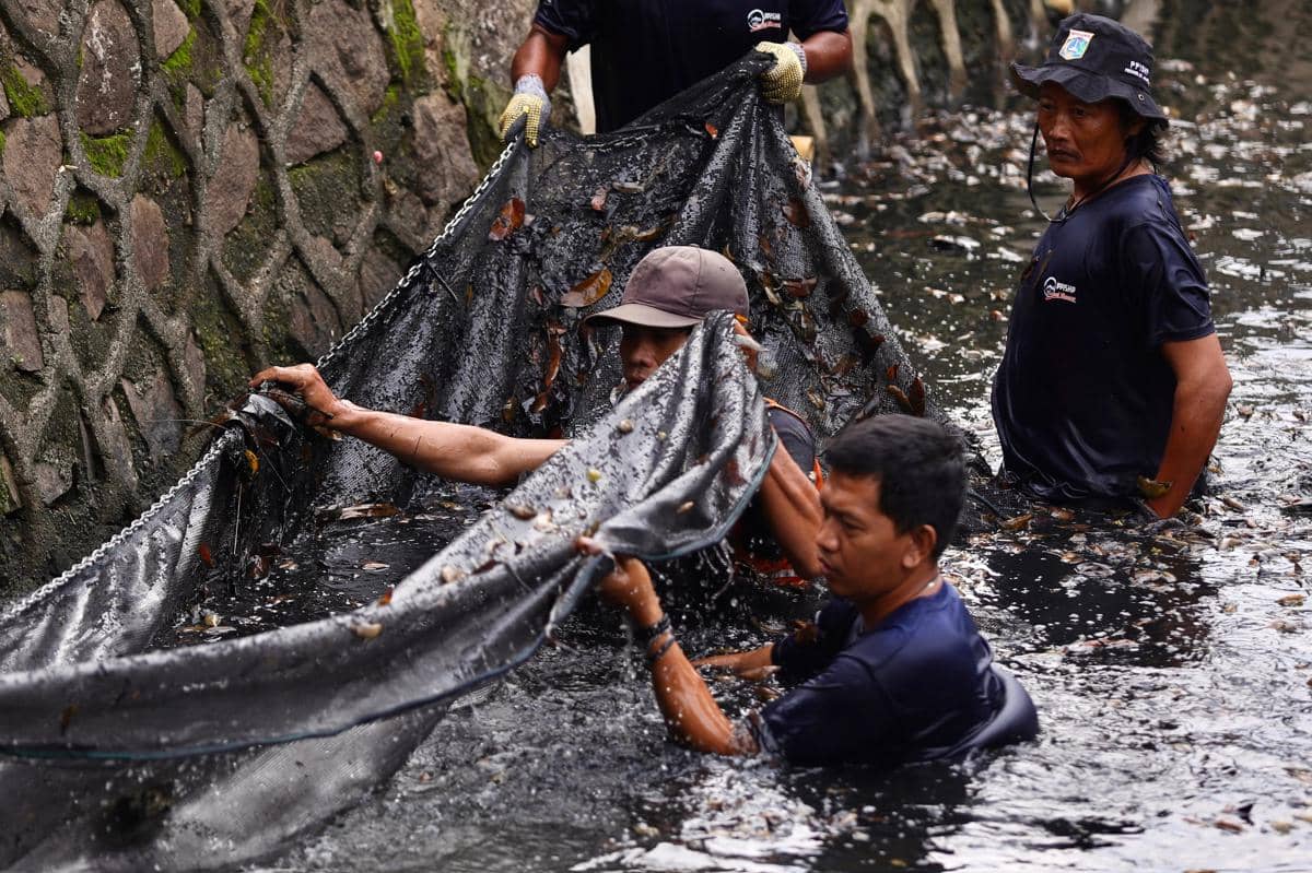 Pemprov DKI Tangkap 6,9 Ton Ikan Sapu-Sapu, Jaksel Paling Banyak